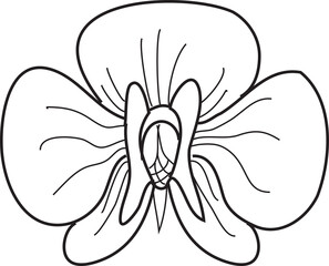 Orhid hand drawn 