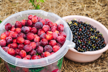 A bucket with plums and currants is on the ground