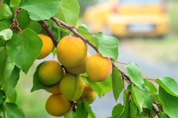 Branch of an apricot tree with ripe fruits