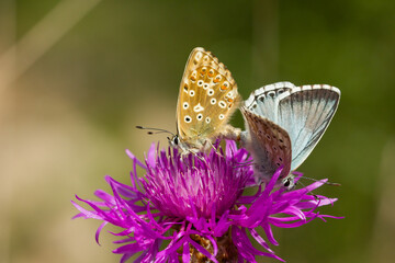 Chalkhill blue (Polyommatus coridon), pair of small butterflies on the flower