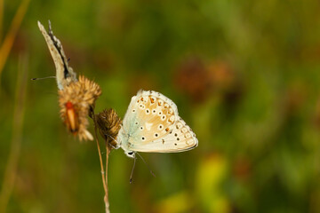 Chalkhill blue, Polyommatus coridon, small butterfly on the branch with green background