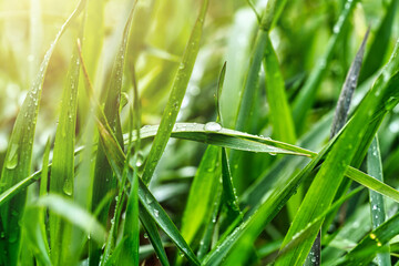 grass with water drops close up