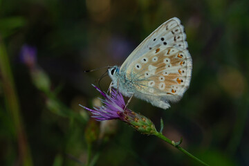 Chalkhill blue, Polyommatus coridon, small butterfly on the branch with green background
