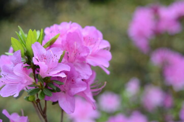 Fototapeta premium 越生町 五大尊つつじ公園のツツジ