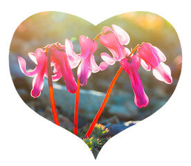Heart with dicentra (bleeding-heart) flowers