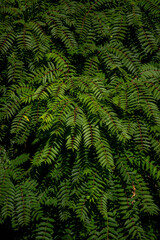 green fern leaves