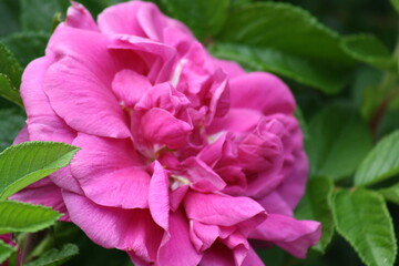 Pink Flower