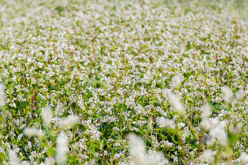 Close up of white blooming flowers of buckwheat (Fagopyrum esculentum) growing in agricultural field on a green background. Sunny summer day