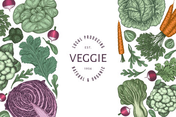 Hand drawn vintage color vegetables design. Organic fresh food vector banner template. Retro vegetable background. Traditional botanical illustrations.
