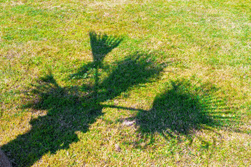 The shadow of a palm tree in a green meadow