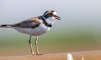 Little ringed plover (Charadrius dubius) in summer
