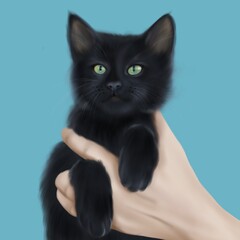 black kitten in human hand on blue background