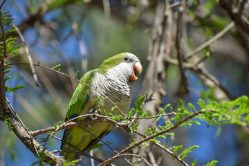 monk parakeet (myiopsitta monachus), or quaker parrot, screaming