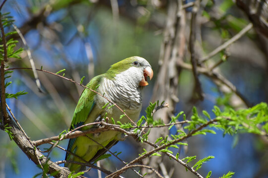 monk parakeet (myiopsitta monachus), or quaker parrot, screaming