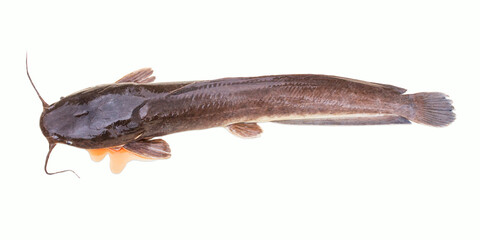Catfish isolated on a white background