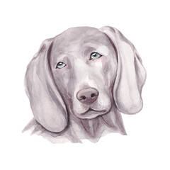 Watercolor hand drawn grey dog isolated on white..