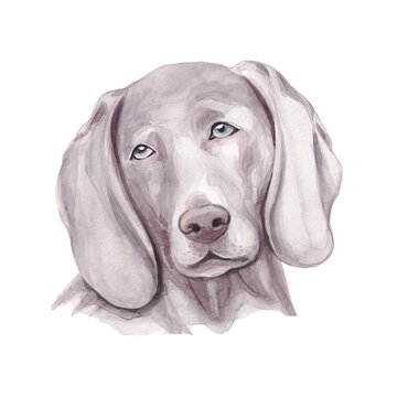 Watercolor Hand Drawn Grey Dog Isolated On White..