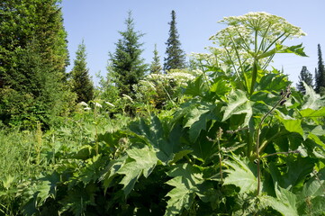 A large bush of Siberian hogweed (Latin Heracléum sibíricum; Sib. Paltirxan) - a herbaceous plant of the Umbrella family grows in a clearing in a coniferous forest on a sunny day.