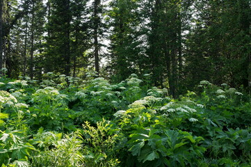Thickets of Siberian hogweed (Latin Heracléum sibíricum; Sib. Paltirxan) at the foot of fir trees in a gloomy coniferous forest in summer.