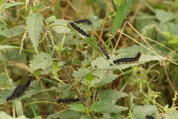  Black caterpillars of the Peacock butterfly, Aglais io, on nettle , Urtica diocia