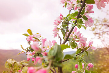 Blossom tree