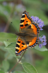 A colorful small tortoiseshell , Aglais urticae on a purple flower of Caryopteris incana