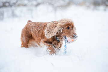 Cocker spaniel playing on field full of snow