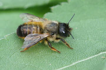 A female horned mason bee, Osmia bicornis resting on a green leaf