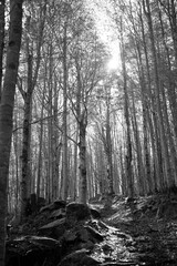 Black and white wood with tall trees