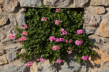 Blooming pelargonium in a stone wall in Austria,Europe
