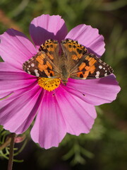 Butterfly Vanessa cardui on a flower in a garden in Austria,Europe
