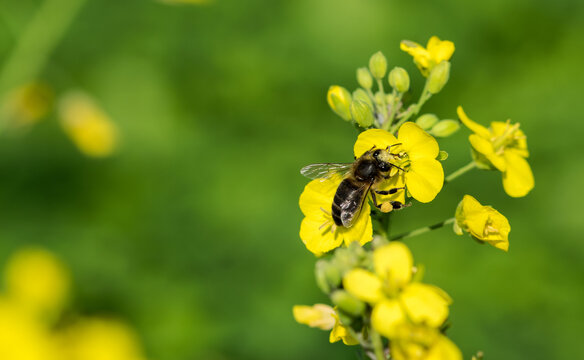 Selective focus of a bee pollinating on a yellow blossomed perennial wall-rocket flower