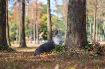 British shorthair cat on the grass beside the tree