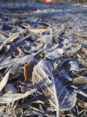 霜のついた落ち葉
