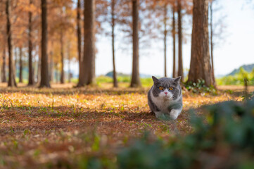 British shorthair cat walking in the woods