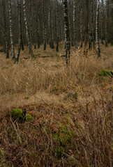 A winter picture of a beautiful forest glade. Picture from Scania county, Sweden