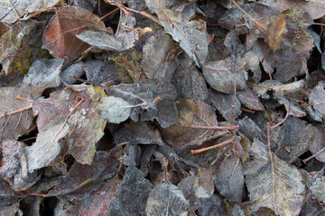 Herbstlaub