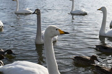 Obraz premium 冬の白鳥