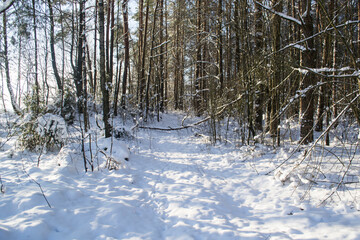 Winter Snowy Forest