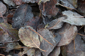Herbstlaub