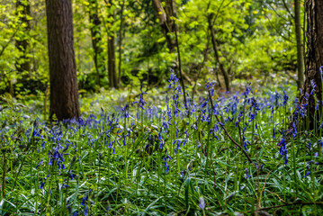 Bluebells growing in spring 2015, Bingley area