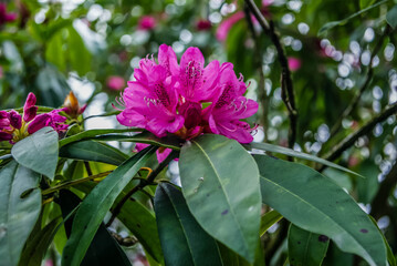 Rhododendron