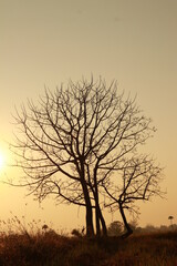 Fototapeta na wymiar Close up silhouette of big tree in the morning