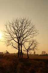 Close up silhouette of big tree in the morning