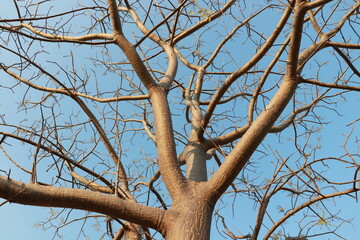 Close up Big tree and blue sky in the field