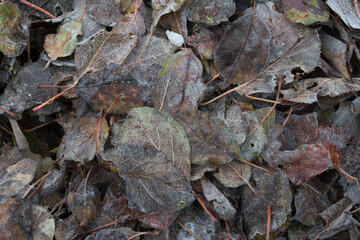 Herbstlaub