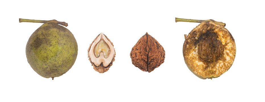 black wallnut seed and fruit