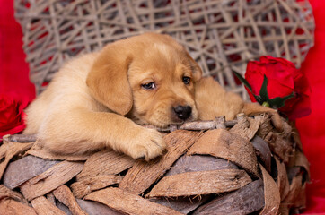 blonde labrador puppy looks in love staring in the camera. In a basket. Valentine's love Day theme.