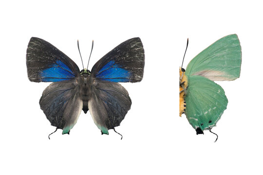 tropical butterfly and moth