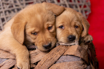 two yellow labrador puppies look cute over the edge of a basket. Love red theme. Space for text.